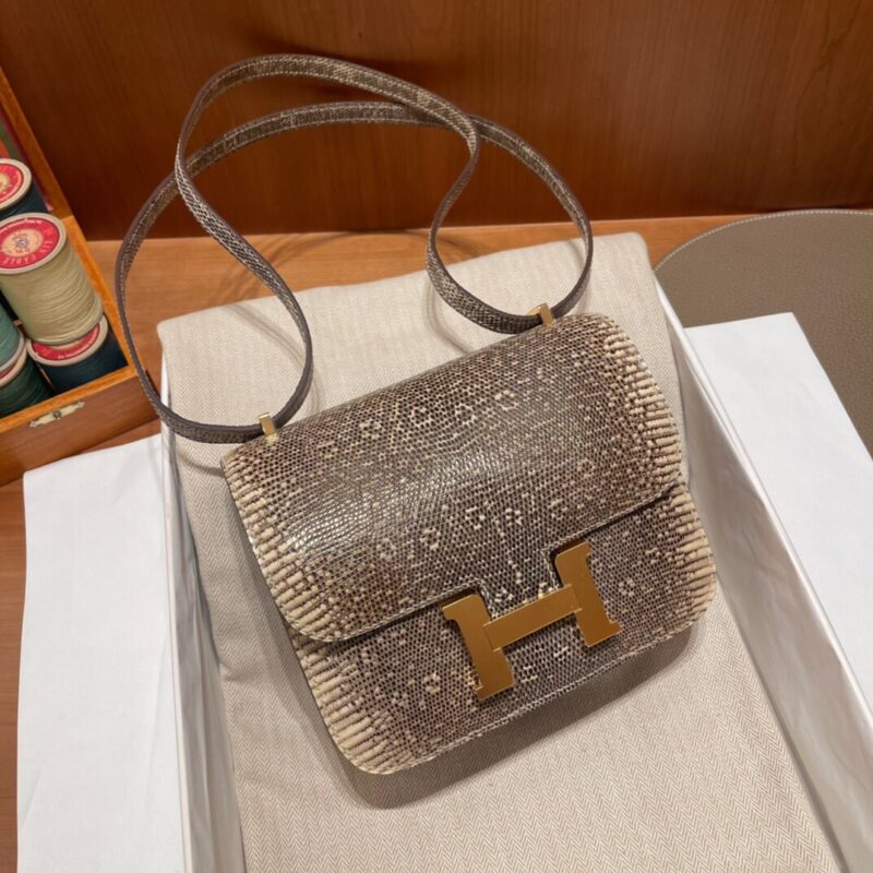 Constance 18 Himalayan Lizard