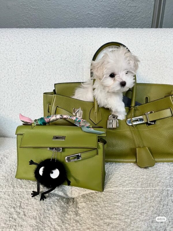 Birkin & Pochette