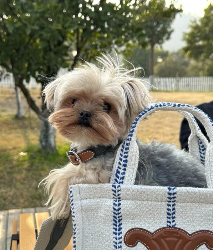 celine besace triumph  authentic quality bag 2025